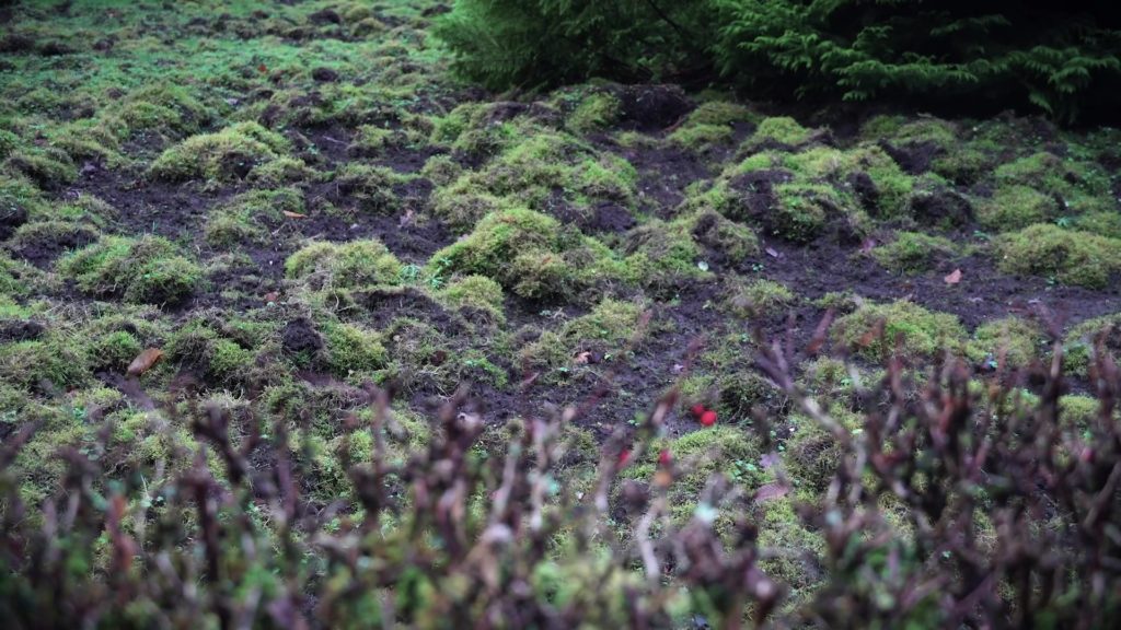 Jardin après le passage de sangliers. Les dégâts sont estimés à plusieurs milliers d'euros.