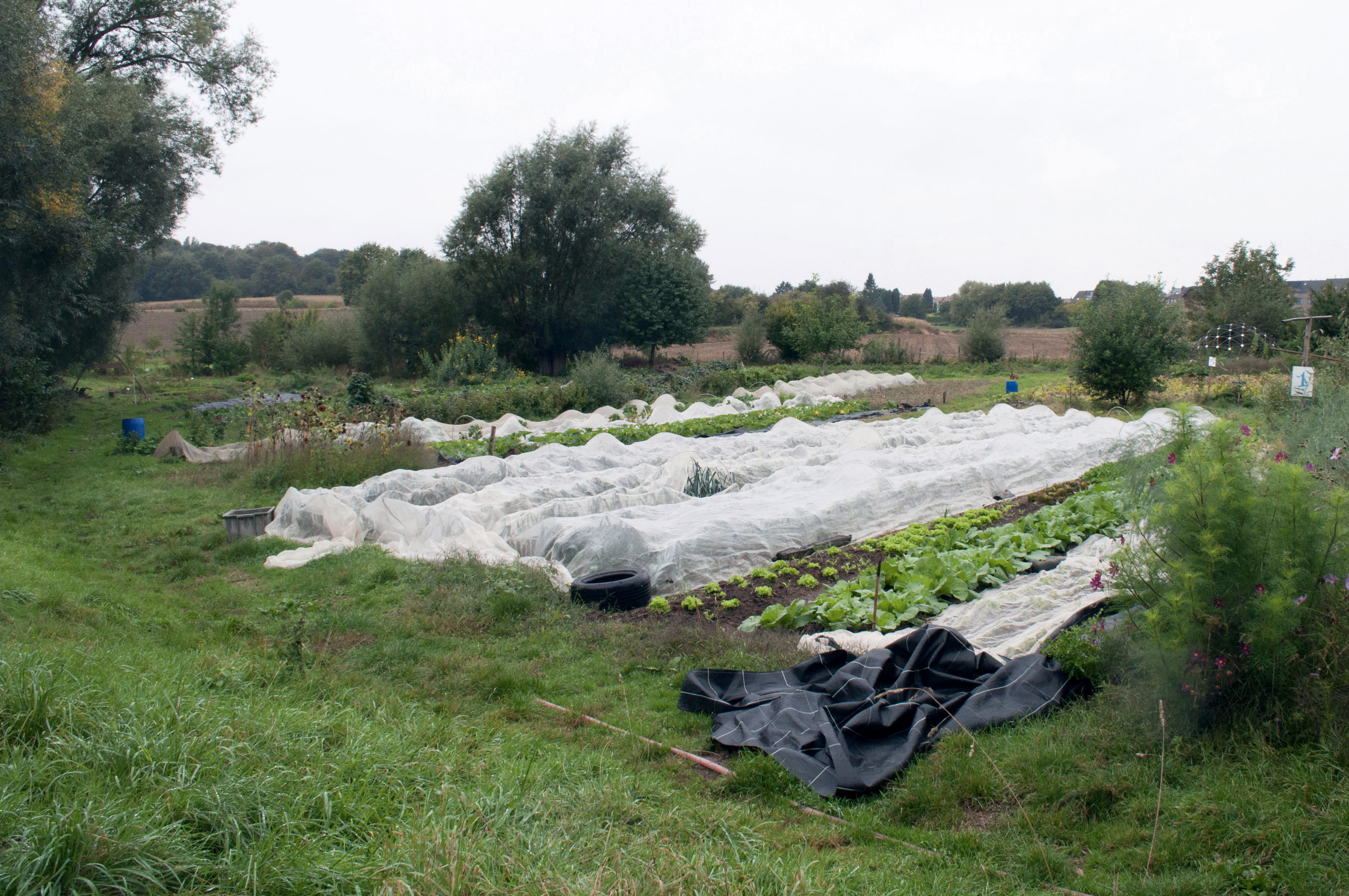 Parcelles cultivées