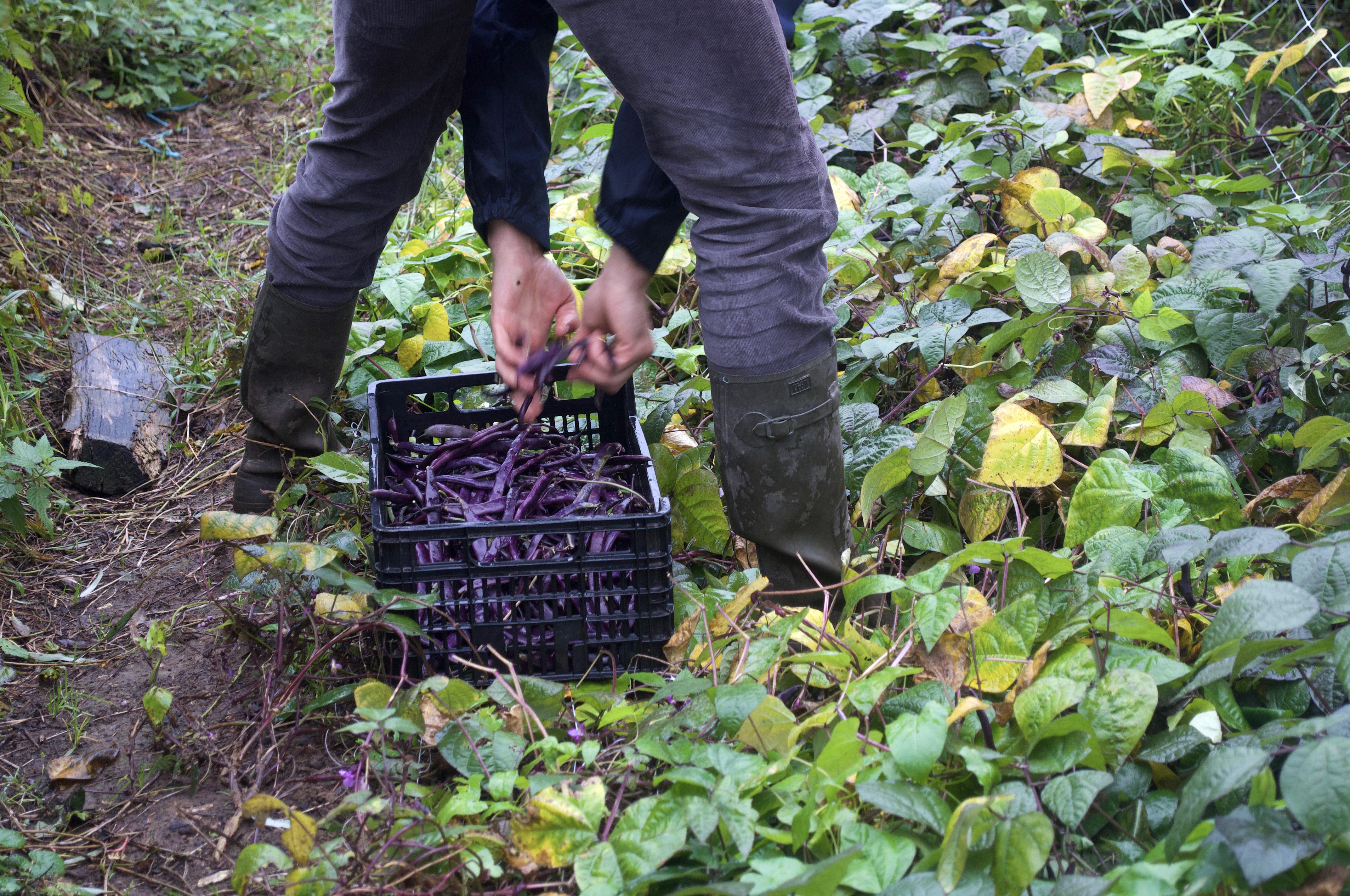 Cueillette des haricots