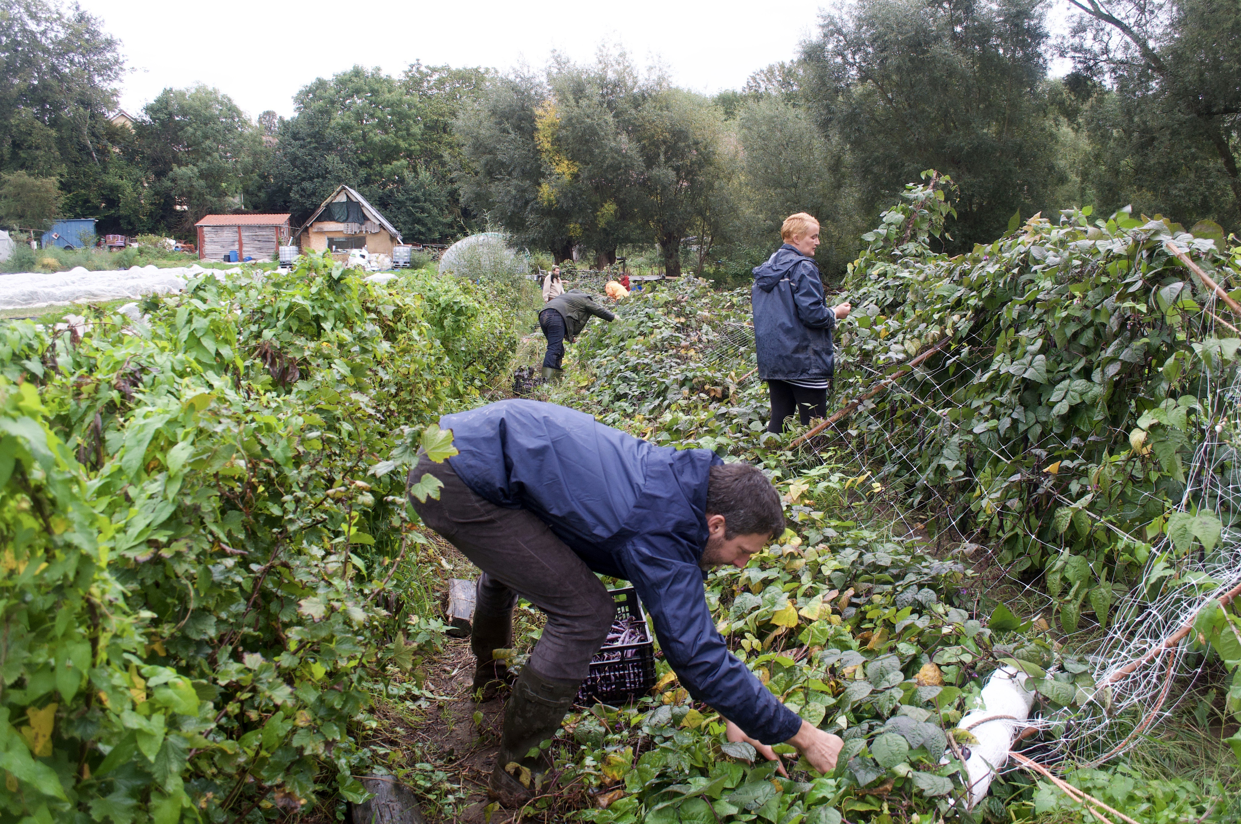 Cueillette des haricots