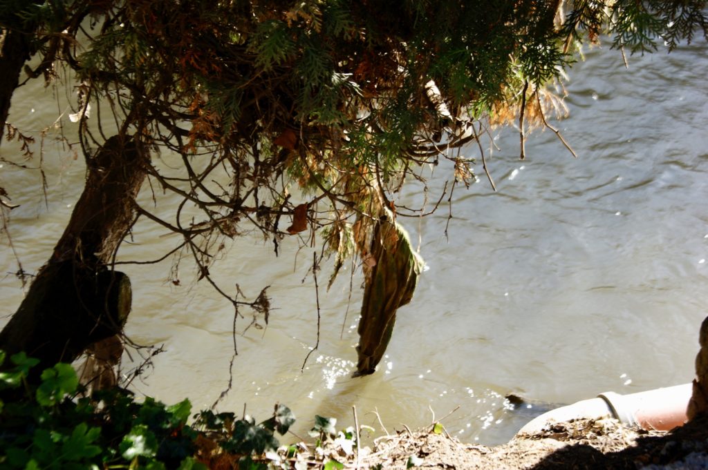 détritus qui trempe dans la Dyle