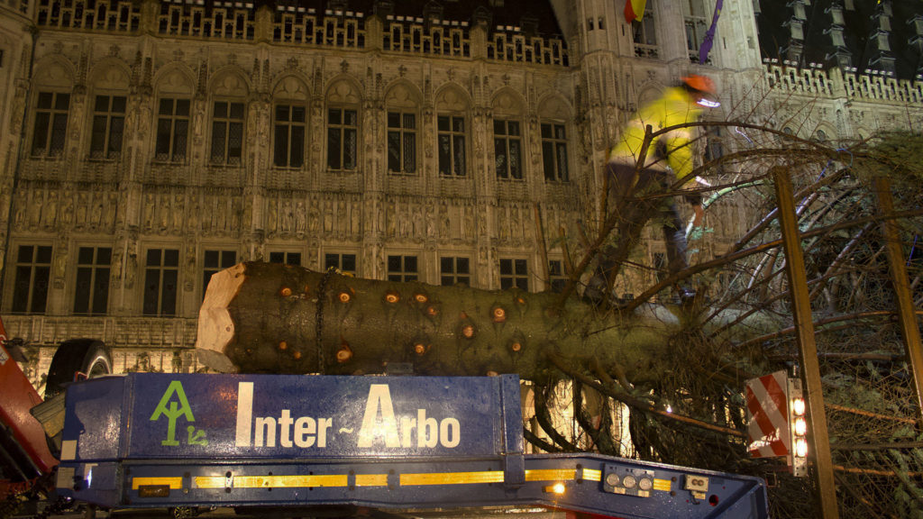 Un bûcheron se tient debout sur le tronc du sapin