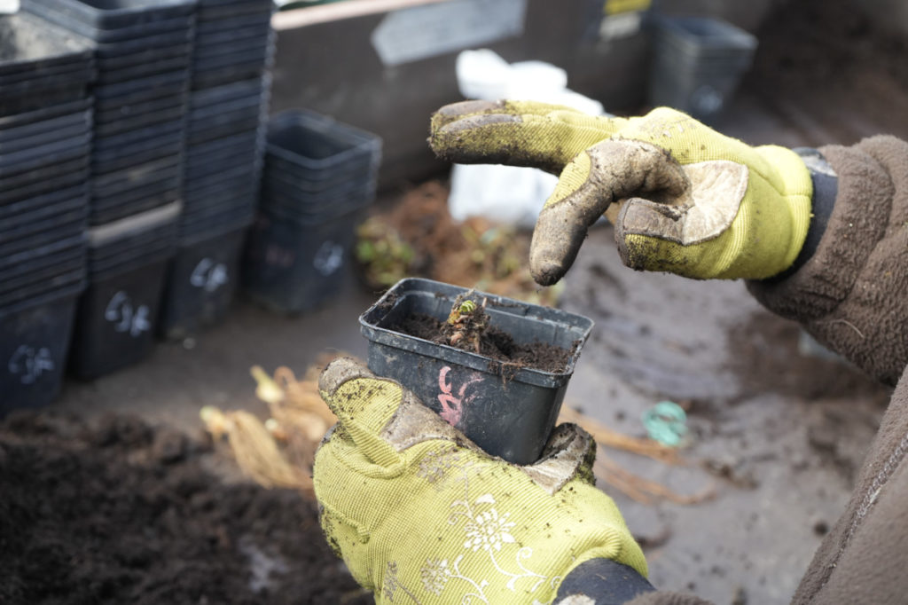 mains avec des gants de jardinage qui remportent des fraisiers